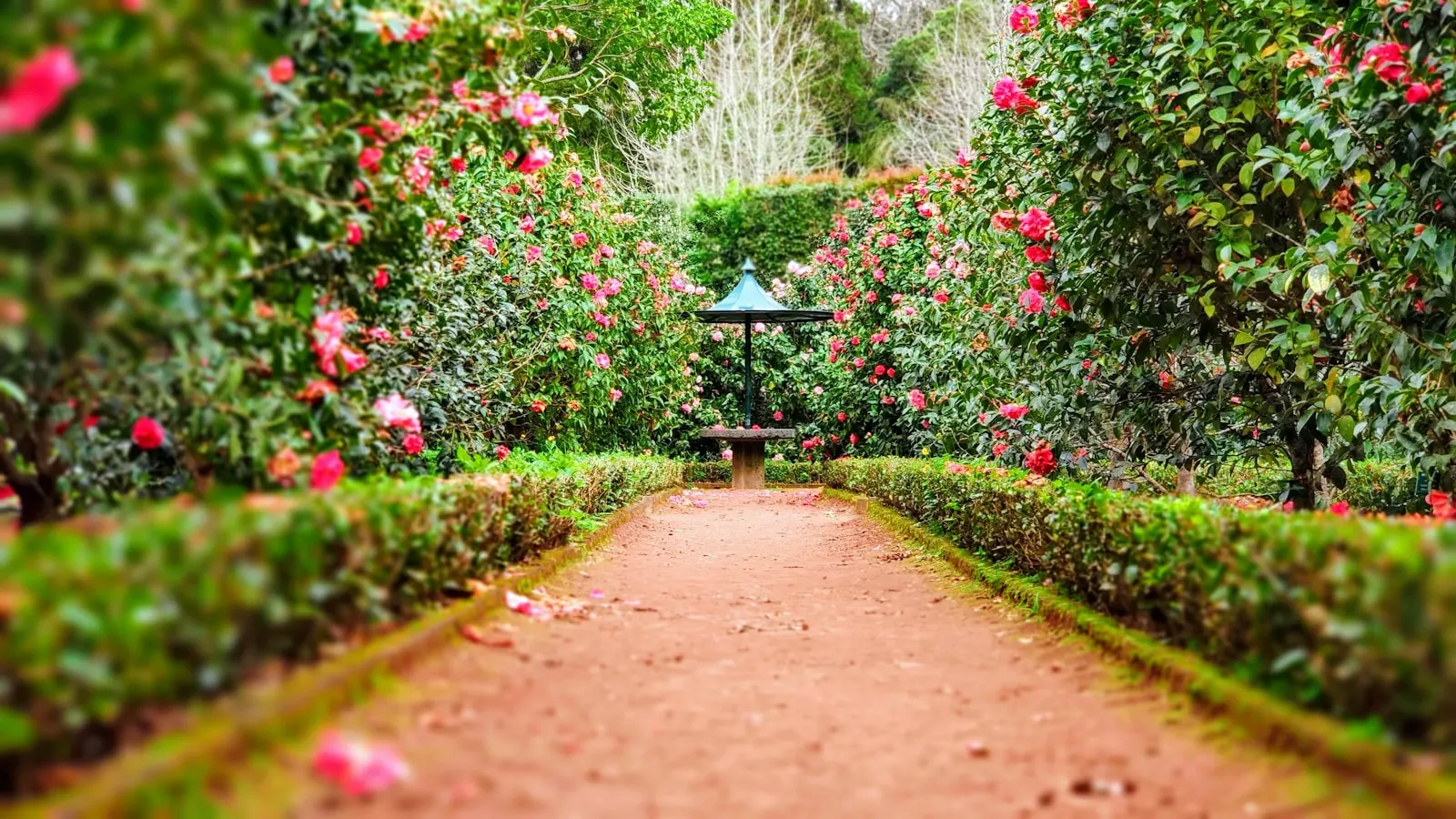Mature landscaped garden path