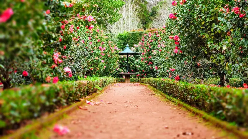 A mature landscaped garden with a welcoming walking path